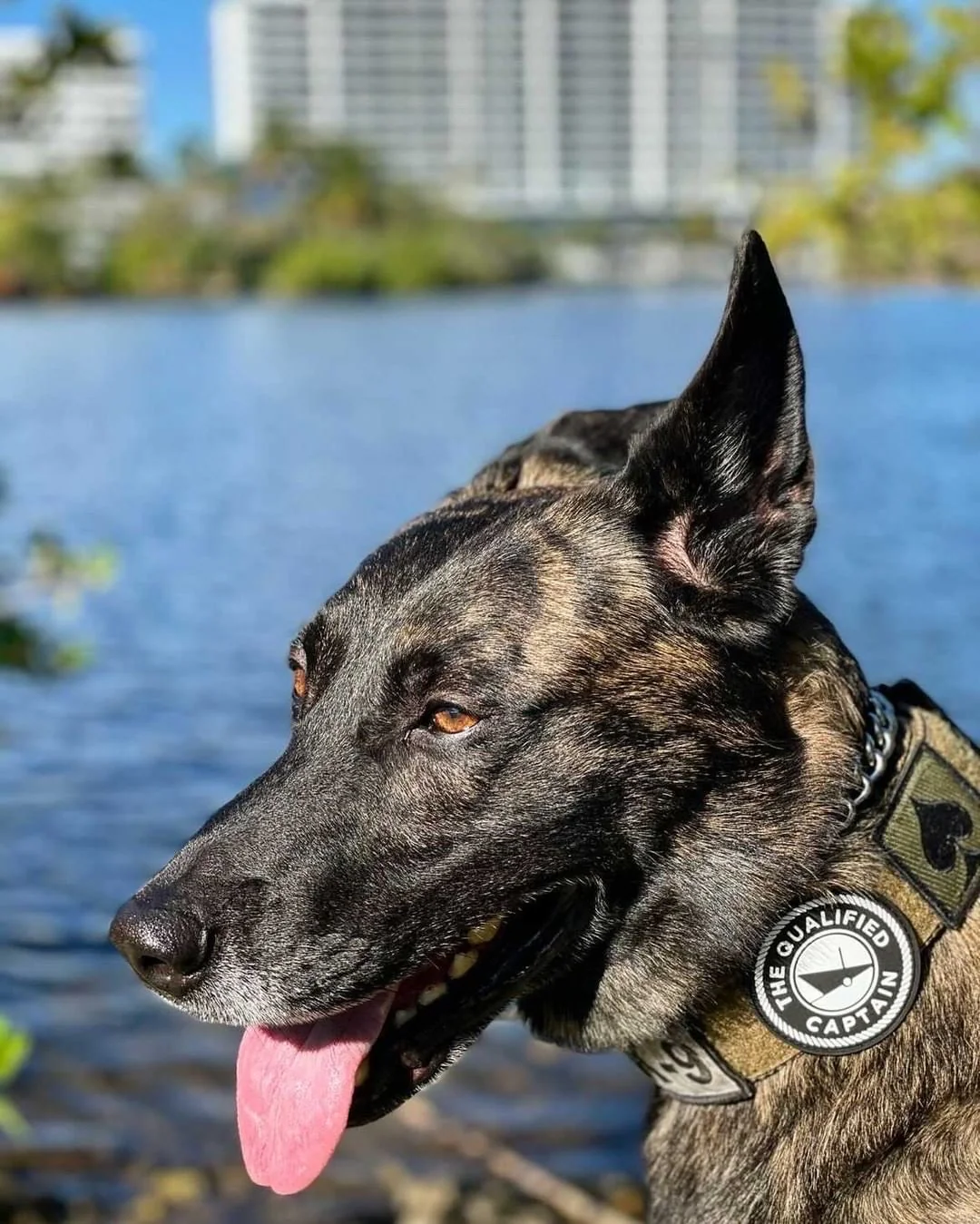 TQC Velcro Patch - Image 3