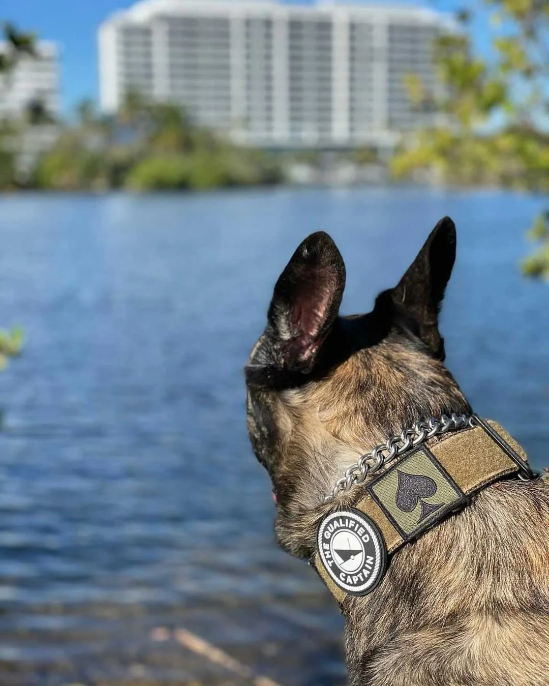 TQC Velcro Patch - Image 4